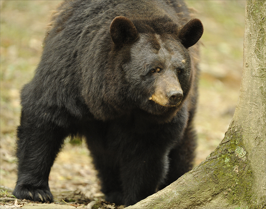 black bear